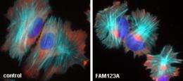 Cancer gene family member functions key to cell adhesion and migration
