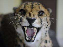The African cheetah is the world's fastest land mammal and can reach speeds of 96 kph (60 mph) in just three seconds