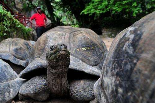 The Aldabra, of which there are over 100,000 in the Seychelles, is one of the biggest tortoises in the world