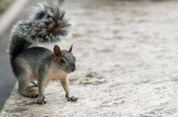 The American grey squirrel is "a rat with good PR," say enemies
