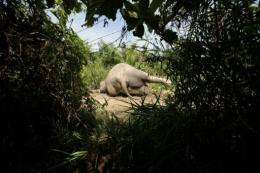 The body of a rare Sumatran elephant lies on road along a palm oil plantation in Aceh Jaya in Aceh province