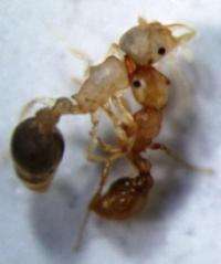 The boys are bad: Older male ants single out younger rivals for death squad
