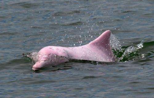 The Chinese white dolphin are listed as "near threatened" by the International Union for Conservation of Nature