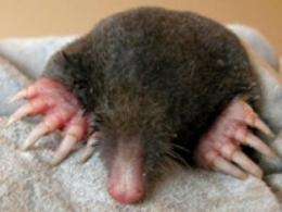 The difference between a mole and shrew is in their SOX