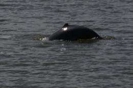 The dorsal fin of an Irrawaddy dolphin spotted off West Kalimantan, in a photo released by WWF-Indonesia