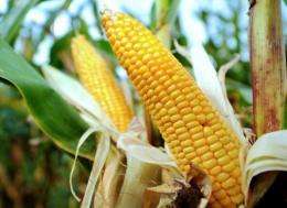 The European Food Safety Authority said it cannot accept a report on a link between cancer and genetically modified corn