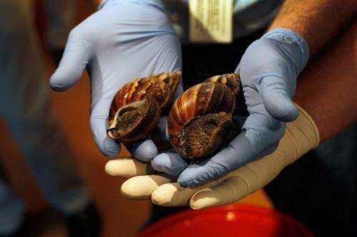 The Giant African snail can grow up to eight inches in length