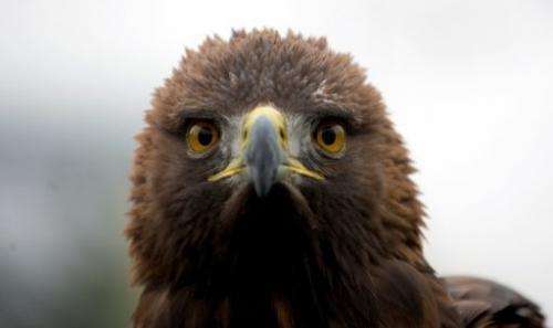 The golden eagle is the largest bird of prey in North America