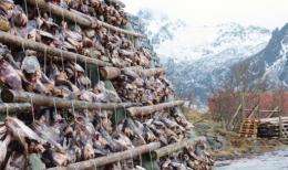 The heads of migrating and spawning east-Arctic cod dry on racks on Norway's Lofoten archipelago