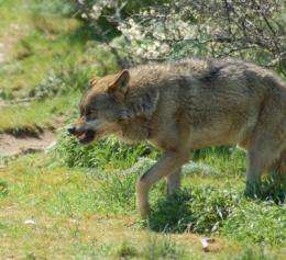 The Iberian wolf lives close to humans more for refuge than for prey
