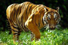 The Indochinese tiger is close to critically endangered status