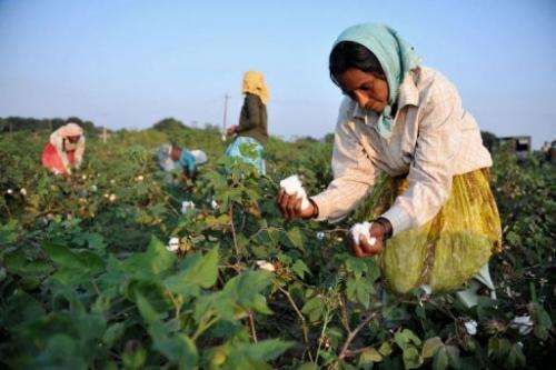 The intensive farming process for cotton leaches the soil and requires high pesticide and fertiliser use
