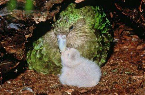 The kakapo parrot can live up to 90 years