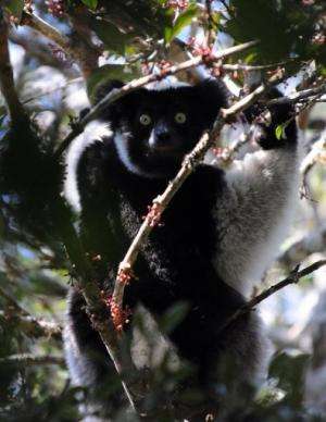 The lemur is under pressure from destruction of forests, illegal wildlife trade and bushmeat hunting