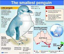 The Little Penguin, also known as the Fairy Penguin, is the world's smallest penguin species