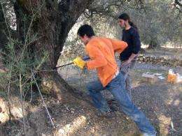 The millennium-old olive trees of the Iberian Peninsula are younger than expected