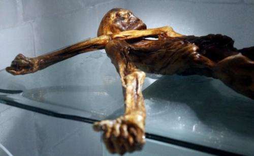 The mummy of an iceman named Oetzi, discovered on 1991 in the Italian Schnal Valley glacier