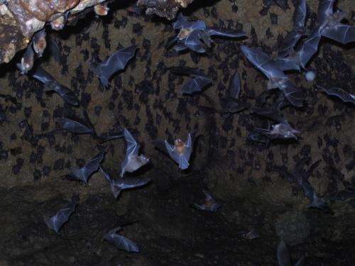 The Night Life: Why We Need Bats All the Time--Not Just on Halloween