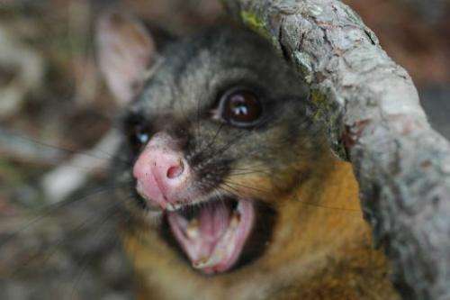 The nocturnal marsupials were introduced to New Zeland in the 19th Century
