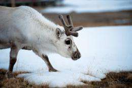 the number of calves per female Arctic reindeer fluctuateS sharply according to rainfall patterns