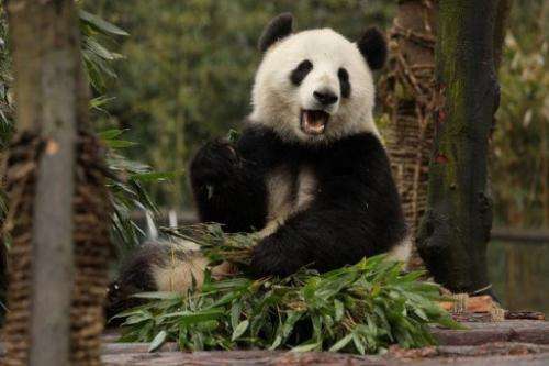 The pandas will be left to fend for themselves to learn crucial survival skills