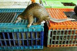 The pangolin is protected under the UN's Convention on International Trade in Endangered Species