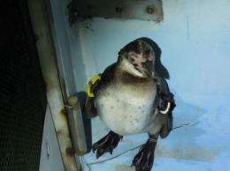 The penguin was recaptured in Ichikawa, about eight kilometres from its home, under a bridge over the Edo river