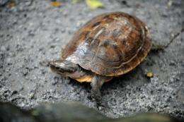 The pond turtle has been listed as "critically endangered" and "one of the rarest and least known turtles in the world"