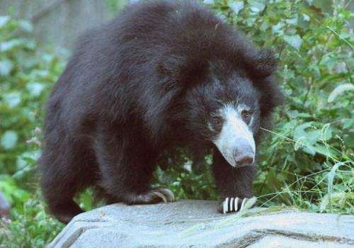 The population of sloth bears, which are native to South Asia, now stands at less than 20,000