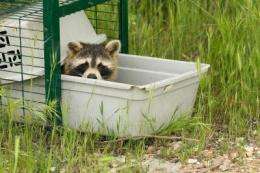 The raccoon spreads dangerous diseases as it invades Europe