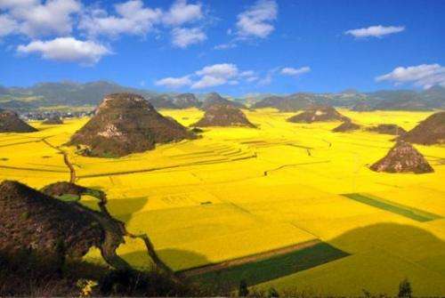 The rapeseed plants in full bloom and ready for harvest in China in March 2012