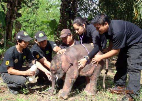 There are fewer than 2,000 Borneo pygmy elephants left in the wild