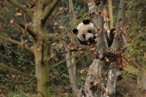 There have already been 10 unsuccesful attempts at setting pandas free over the past 30 years