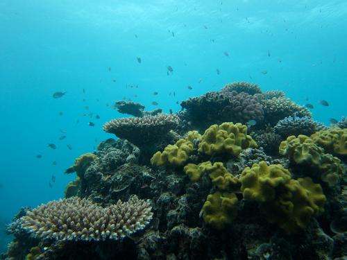 The 'slippery slope to slime': Overgrown algae causing coral reef declines
