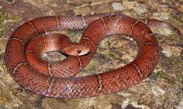 The snake has been named the Cambodian Kukri, conservation group Fauna and Flora International said