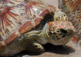 The success on Baguan is so important because green turtles can live up to 100 years