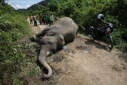 The Sumatran elephant is critically-endangered