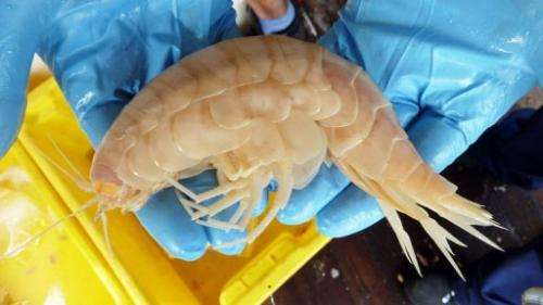 The "supergiant amphipod" which resembles a monster prawn, was discovered during an expedition to the Kermadec Trench