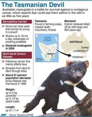 The Tasmanian Devil