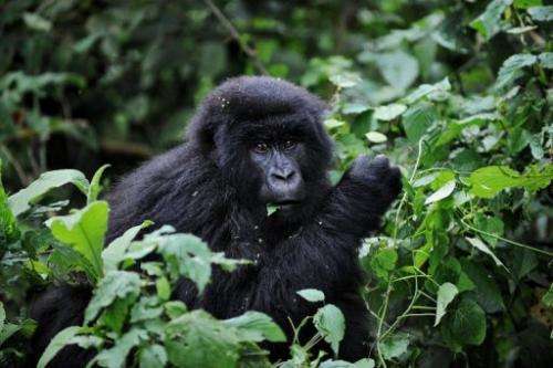 The Virunga volcanoes conservation area is home to 480 of the world's 790 remaining mountain gorillas