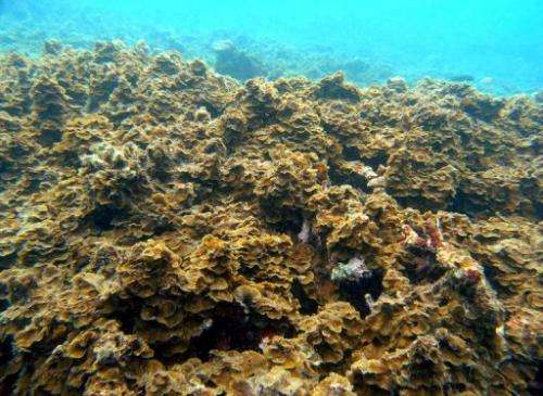 The World Heritage-listed Great Barrier Reef remains at serious threat of climate change