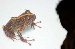 This mottled brown frog found in the Philippines has red eyes with a broad yellow stripe running down its back