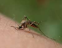 This summers' return of West Nile