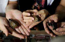 Three of the rare turtles - the critically endangered Siebenrockiella Leytensis pond turtle -at Manila airport