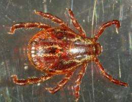 Ticks can adapt to the Spain's climatic diversity