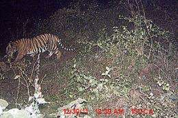 Tiger captured for first time using Northern India wildlife corridor