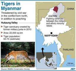 Tigers in Myanmar