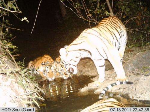Tigers roar back: Good news for big cats in 3 key landscapes