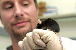 Modern mice pose a challenge for medical research