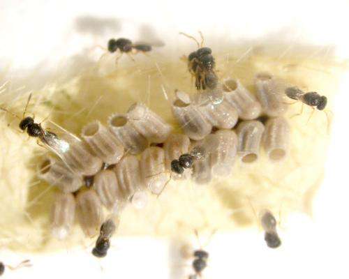 Tiny wasp may hold key to controlling kudzu bug